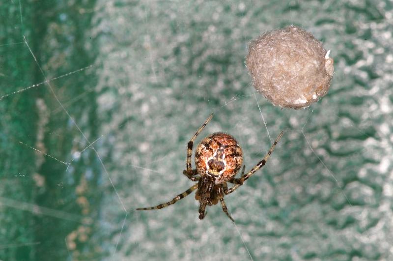 Cryptachaea_veruculata_D7138_Z_90_Camping near sewage_Australie.jpg